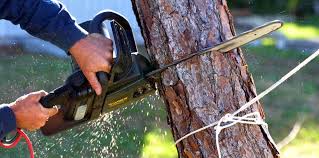 Best Hazardous Tree Removal  in Rockwood, MI