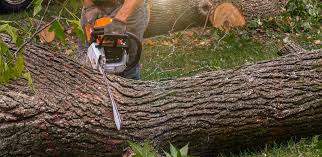 Best Tree Removal  in Rockwood, MI