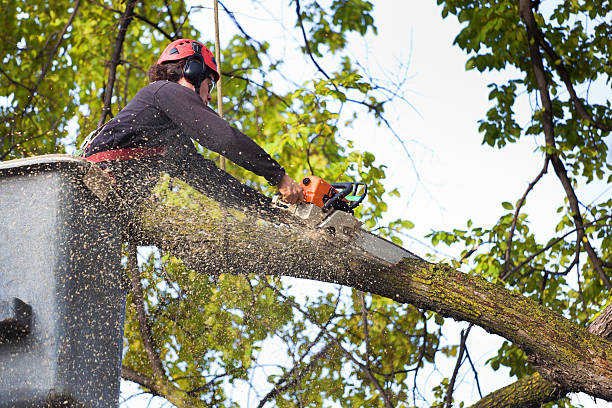 Best Arborist Consultation Services  in Rockwood, MI